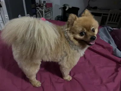 Un chien au poil