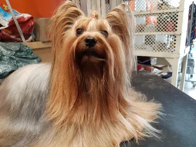 ARTISAN Canins et Félins Pétronille