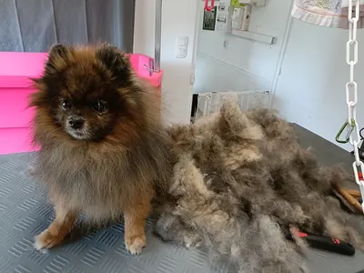 O'Prestige Canin