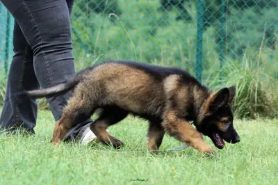 Cani Beaute