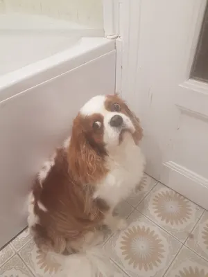 Le Colibri - Toilettage canin chez vous
