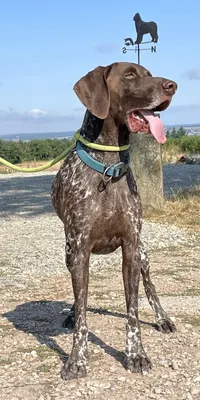 ESPRIT OUKAYA, Pension Canine & Toilettage