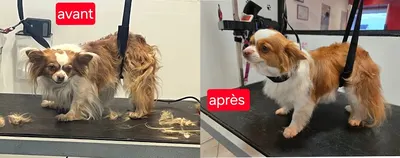 Le salon des wouf