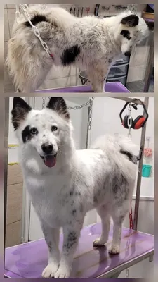 Au Chien Beaute Chat Alors