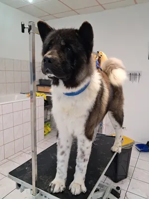 Au beau ti chien Grosbois Veronique