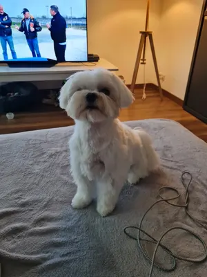 Toutou Clean