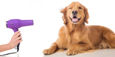 Aristo'chien -Toilettage à domicile