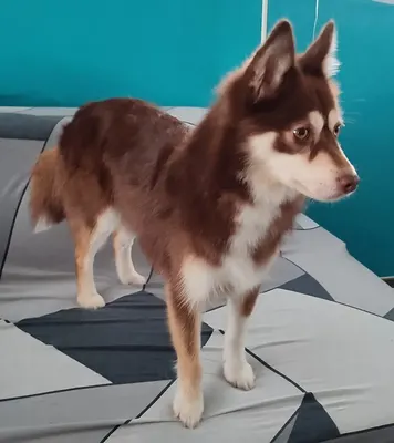 Peluche