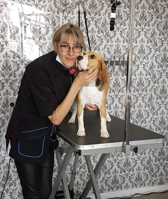 Le Look Canin