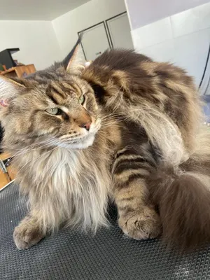 Toutou minou clean
