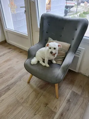 Lucky Look Toilettage