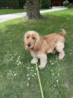 Profil Canin