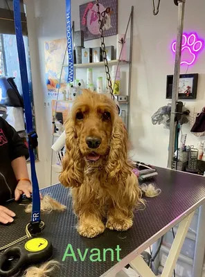 Amour de Chien