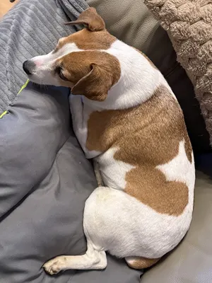 La récré des chiens