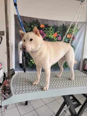Toilettage Zen