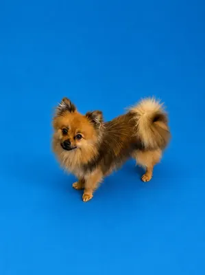 Mat'a la patte