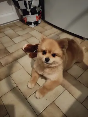 La Coquetterie du Chien