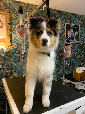 Le chien bleu