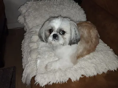 KAWAI DOG