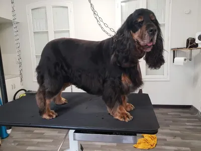 Oualet Tony Look-Dog