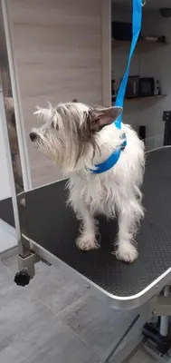Au bigoudi'dog