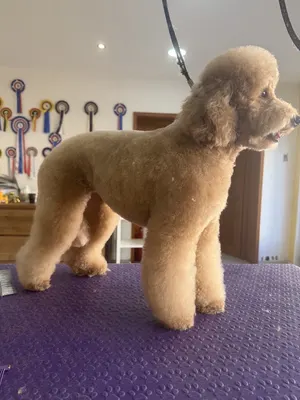 Oh my dog’s