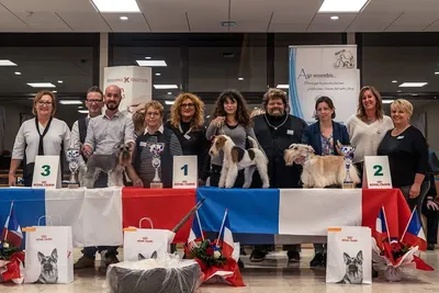 L'arène des chiens