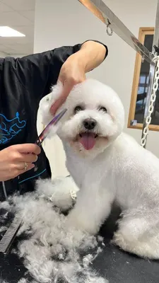 Beauté Toutou Chantonnay