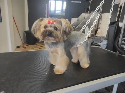 Au Bain Toutou