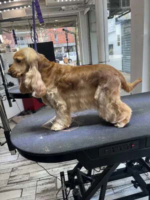 Salon de toilettage canin & félin