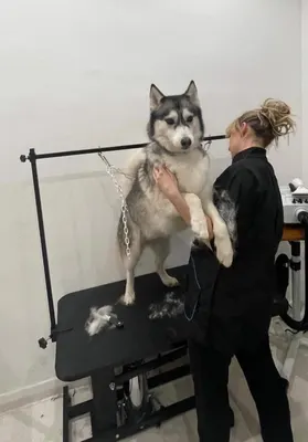 Toutou Time - Céline SIEGEL Artisan Toiletteur Canin