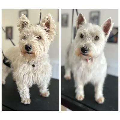 Lovely Dogs