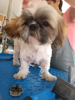 Le village des chiens d'Iza
