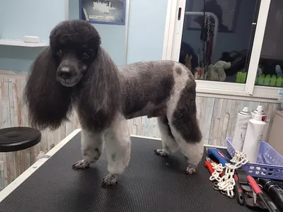 Dolce Dog
