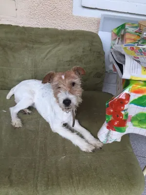 Toilettage Jade - toilettage chien