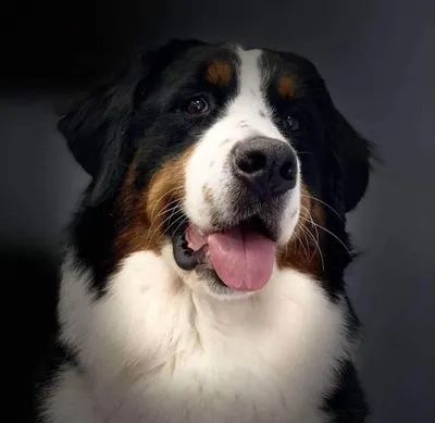 L'élégance Canine