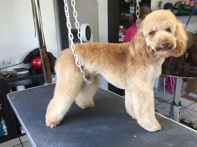 Douceur Canine