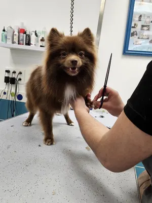 Le Chien Mignon