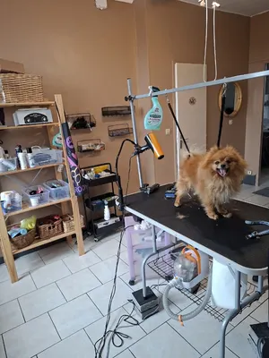 A l'eau toutou