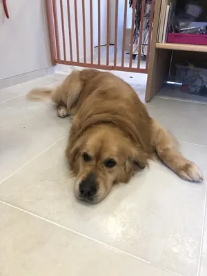 Au toilettage Bailleulois