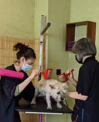 FELIDOG86