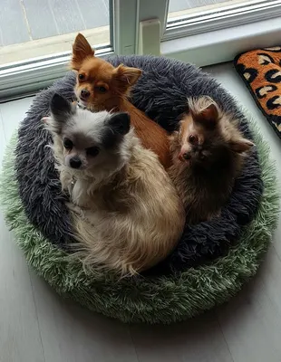 Le Chien Coquet
