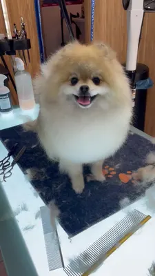 Dog Show & Spa