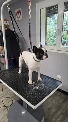 L'atelier Canin - Salon de toilettage