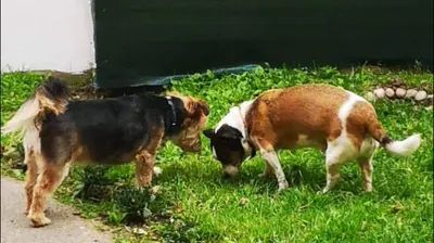 Patou’seul toilettage Et Garde d’animaux autour de St Pol sur Ternoise
