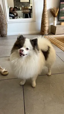 LA CROQUETTERIE