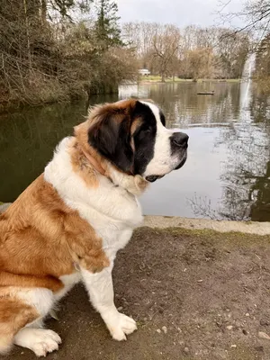 La Patte de Jenny