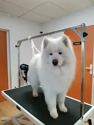 Chien Beauté