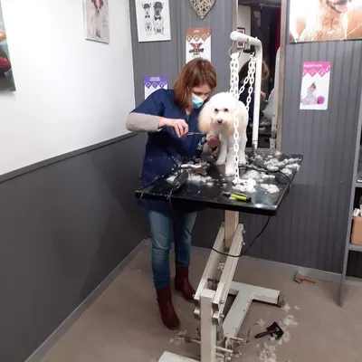 Artisan toiletteur chti's dog