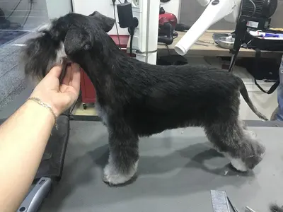 Tel Maître Tel chien XL